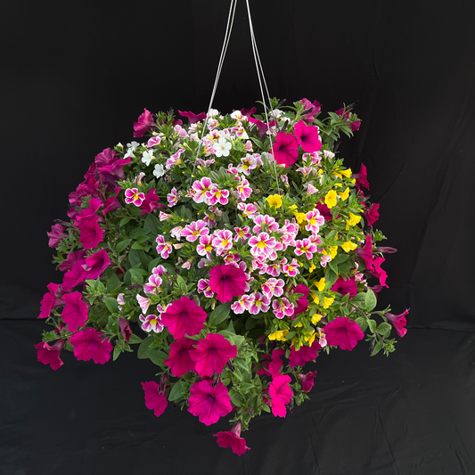 Holy Cow Hanging Basket