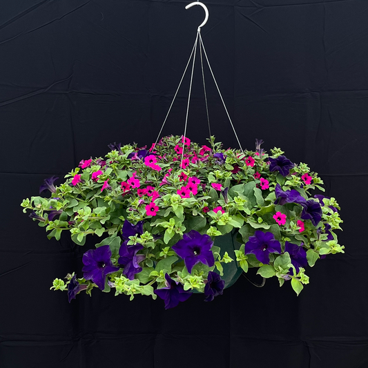 Purple/Pink Hanging Basket