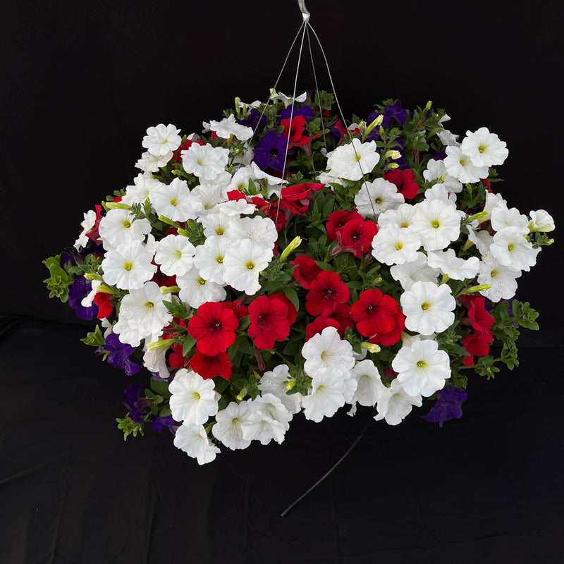 Red White and Blue Hanging Basket - 2 variations