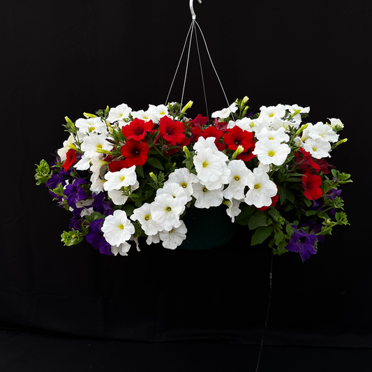 Red White and Blue Wild Mix Hanging Basket
