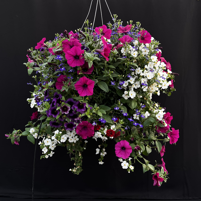 The Wild Hanging Basket