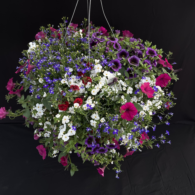 The Wild Hanging Basket