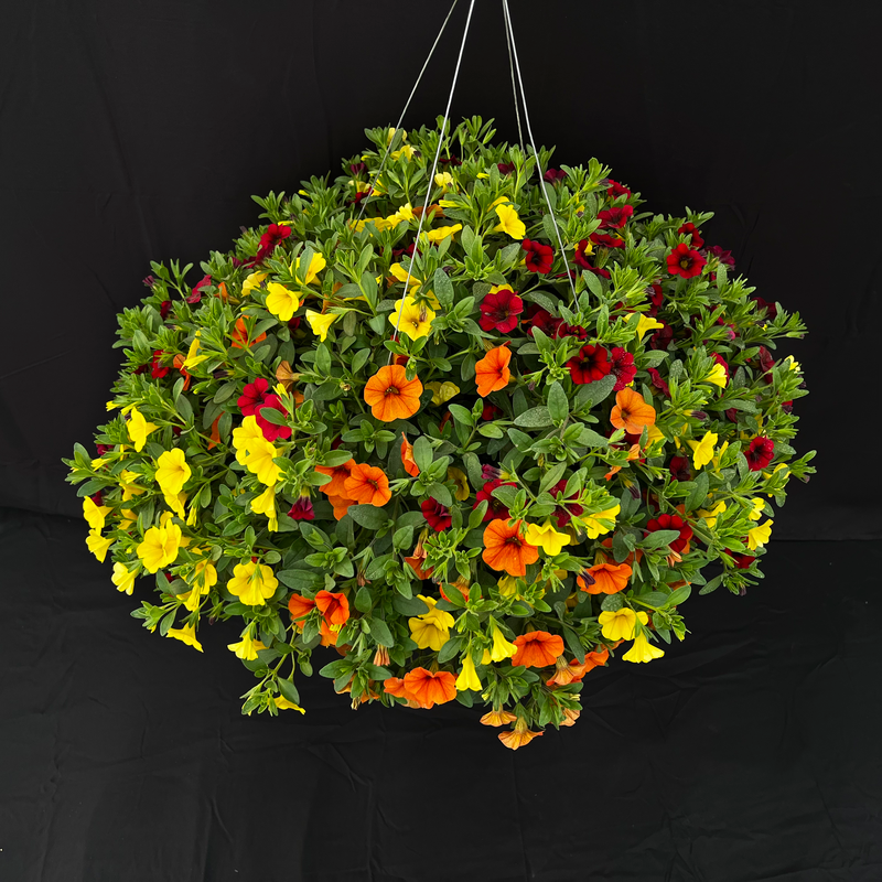 Warm 1 Hanging Basket