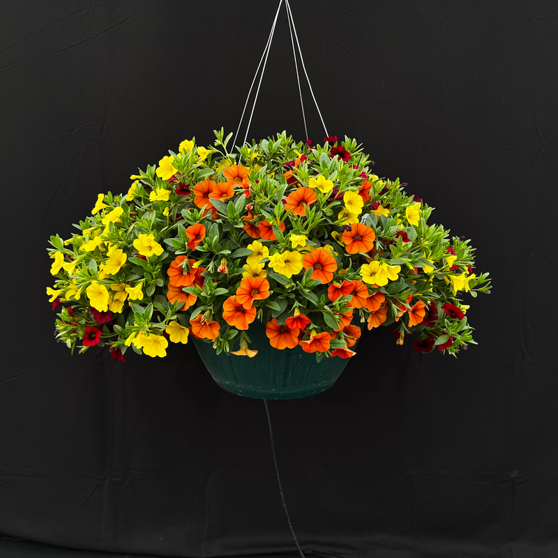 Warm 1 Hanging Basket