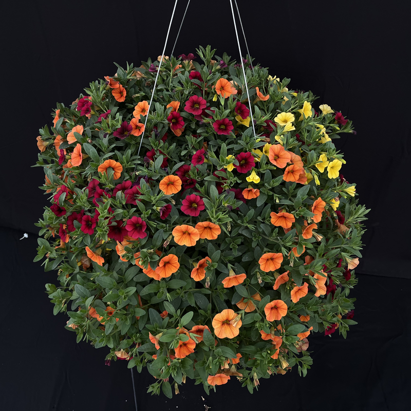 Warm 1 Hanging Basket