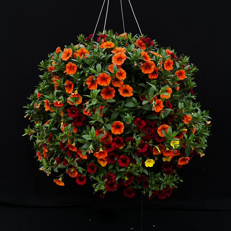 Warm 1 Hanging Basket