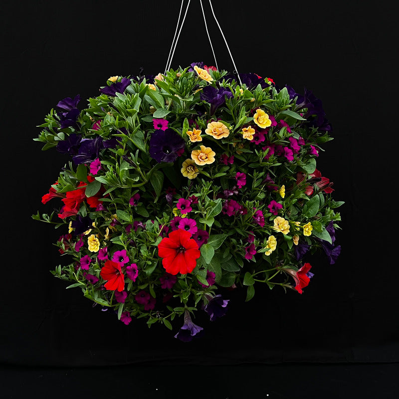 Bright Velvet Hanging Basket