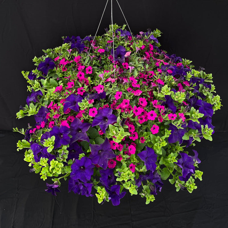 Purple/Pink Hanging Basket