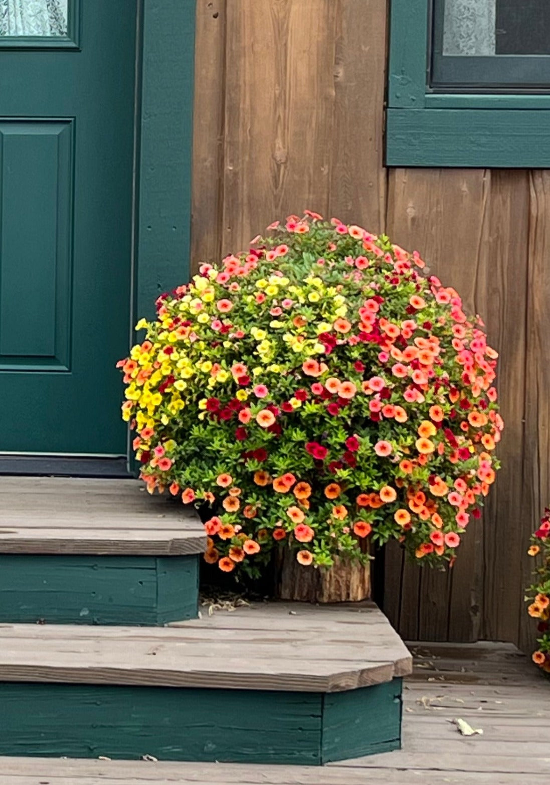 Warm 1 Hanging Basket