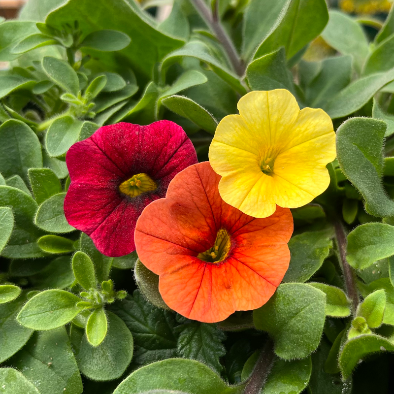 Warm 1 Hanging Basket